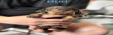 Bud