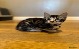 Bengal cats for sale: Ava’s Finest Pure Bengals, THREE Kittens Left. . . in Northampton - Image 39