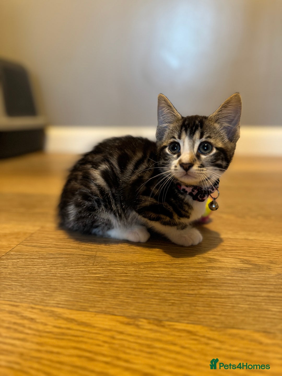 Bengal cats for sale: Ava’s Finest Pure Bengals, THREE Kittens Left. . . in Northampton - Image 39