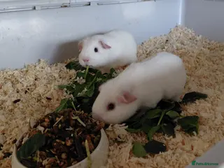 Guinea Pig rodents Pure breed guinea pigs - Advert 5