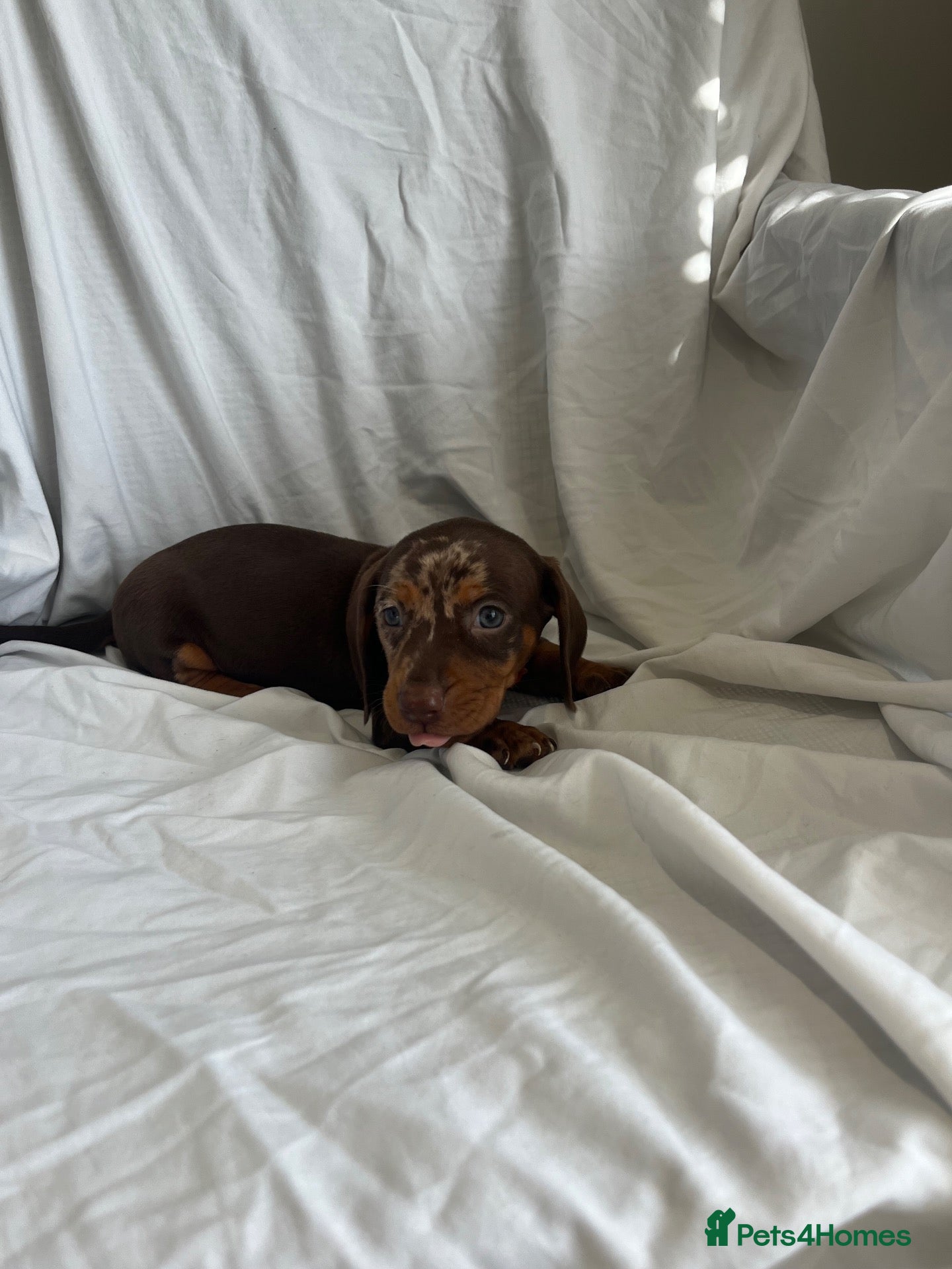 Dachshund dogs Mini dachshund puppy’s ready to leave  - Advert 2