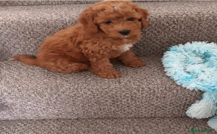 Cockapoo dogs - Advert 10