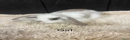 Mini Lop rabbits for sale: Stunning bunnies  - Advert 11