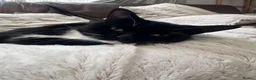 Mixed Breed cats for sale: For Adoption -(Free)  2 x female cats - Advert 11