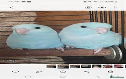 Parakeets birds for sale: Semi Tame Celestial Parrolets  - Image 3