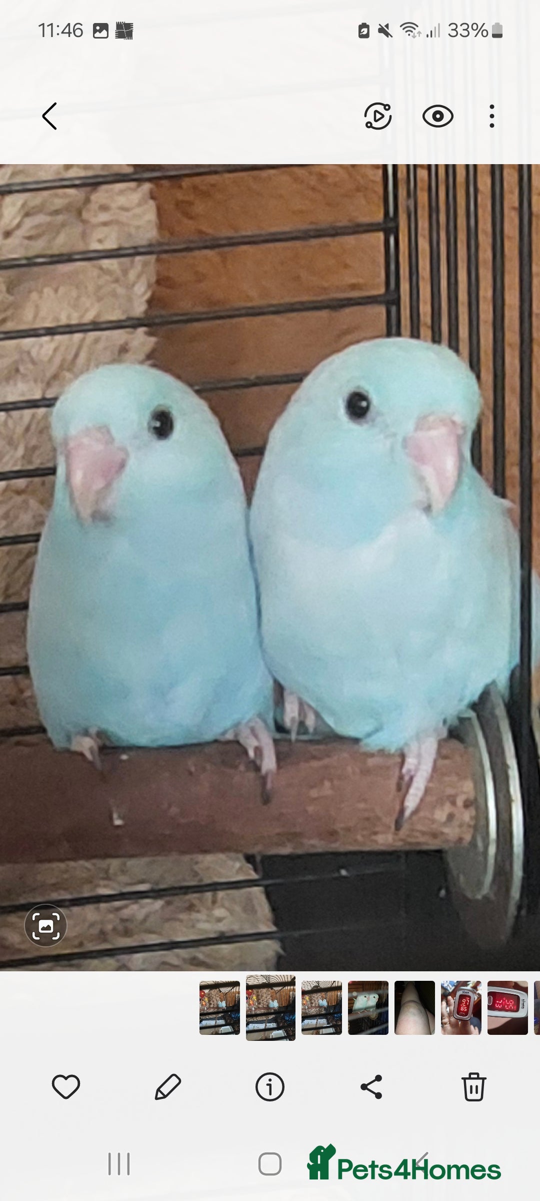 Parakeets birds for sale: Semi Tame Celestial Parrolets  - Image 3