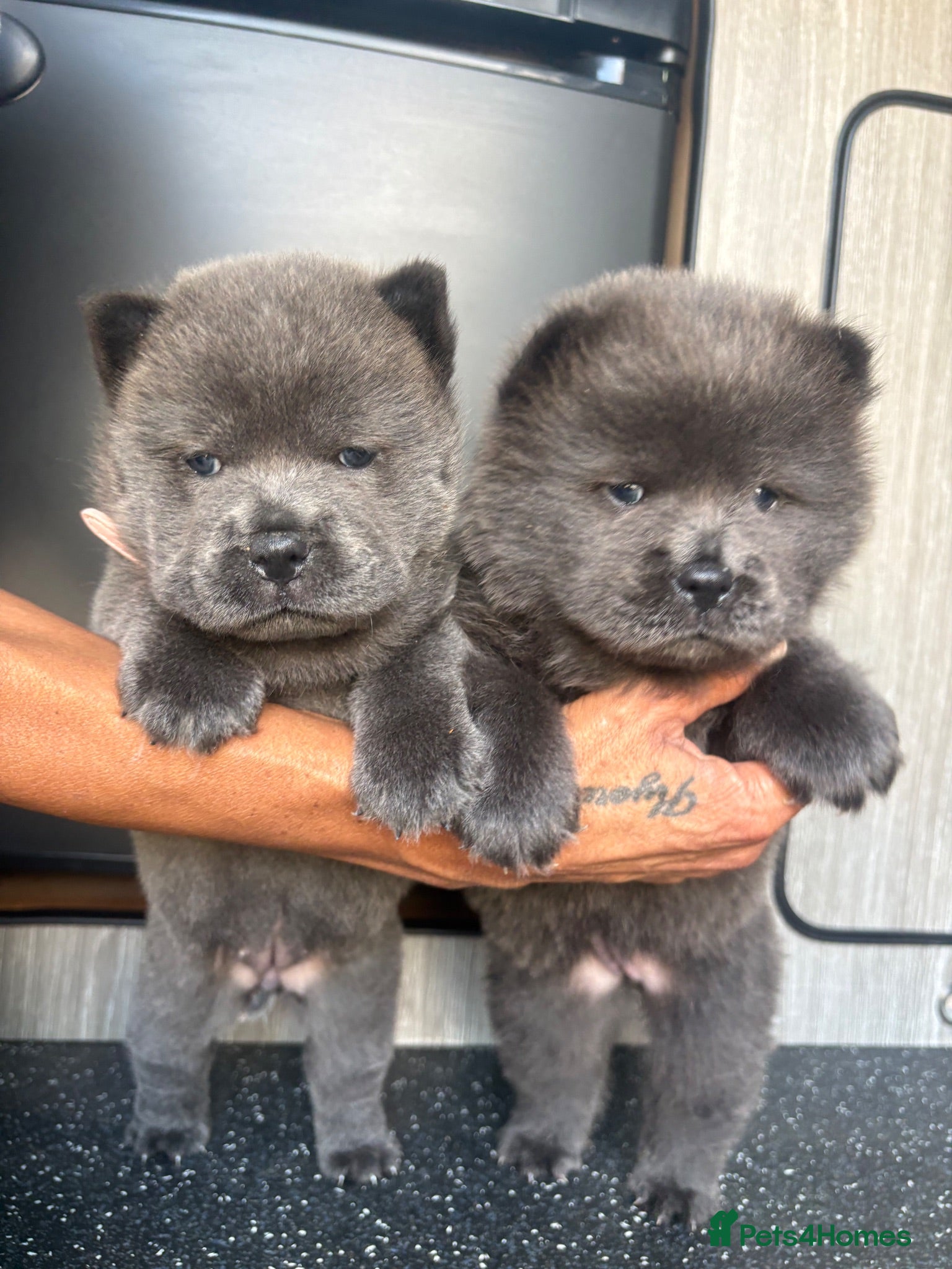 Chow Chow dogs Chow chow puppies 🩷🩷🩷💙🩷🩷🩷 - Advert 9