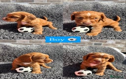 Cocker Spaniel dogs for sale: 6 beautiful red working cocker spaniels  - Image 2