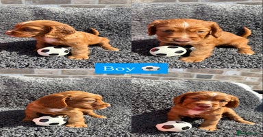 Cocker Spaniel dogs - Advert 10