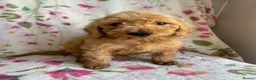 Cockapoo dogs for sale: LAST 3 READY TO LEAVE!!! COCKAPOO PUPPIES - Advert 5