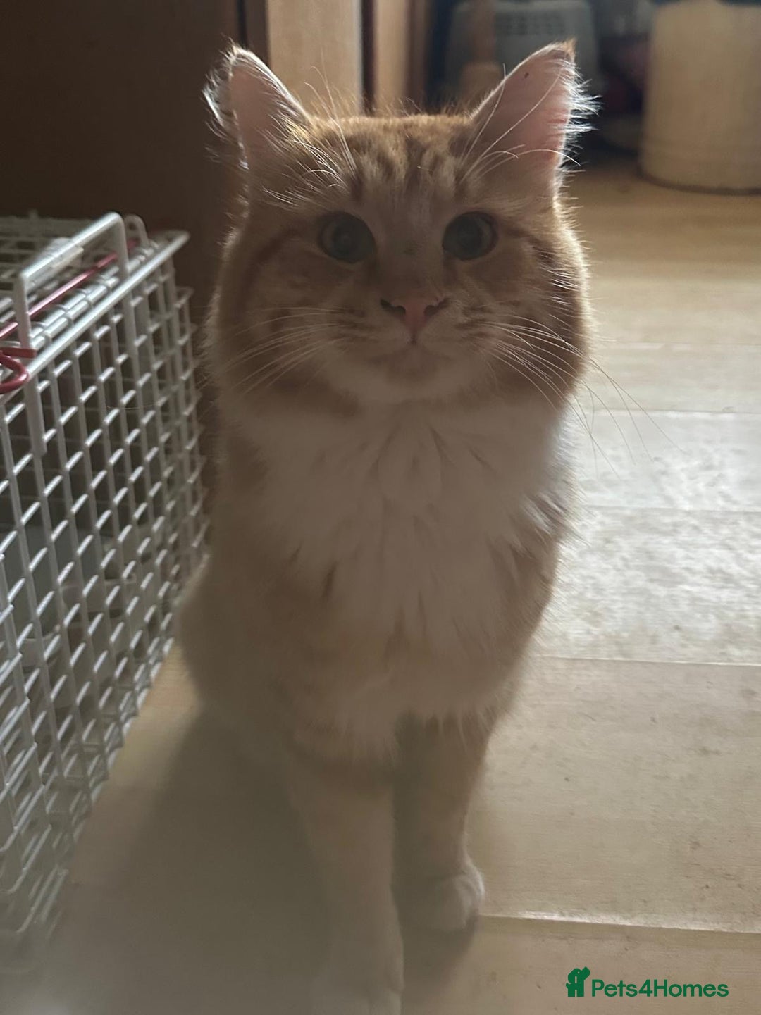 Mixed Breed cats for adoption: Tiger the rescue ginger tom - Advert 2