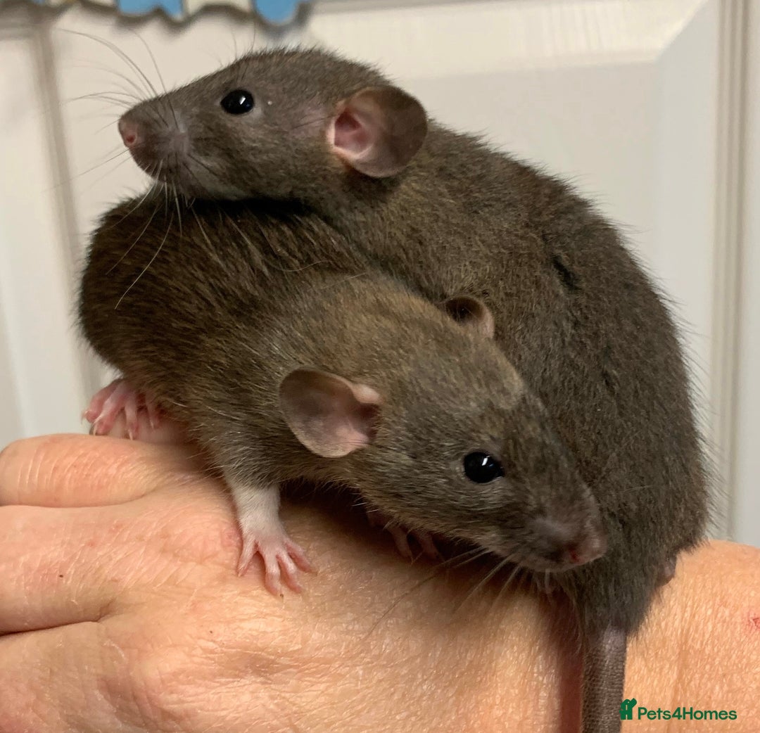 Rat rodents for sale: Beautiful tame fancy rats & mice - Advert 9