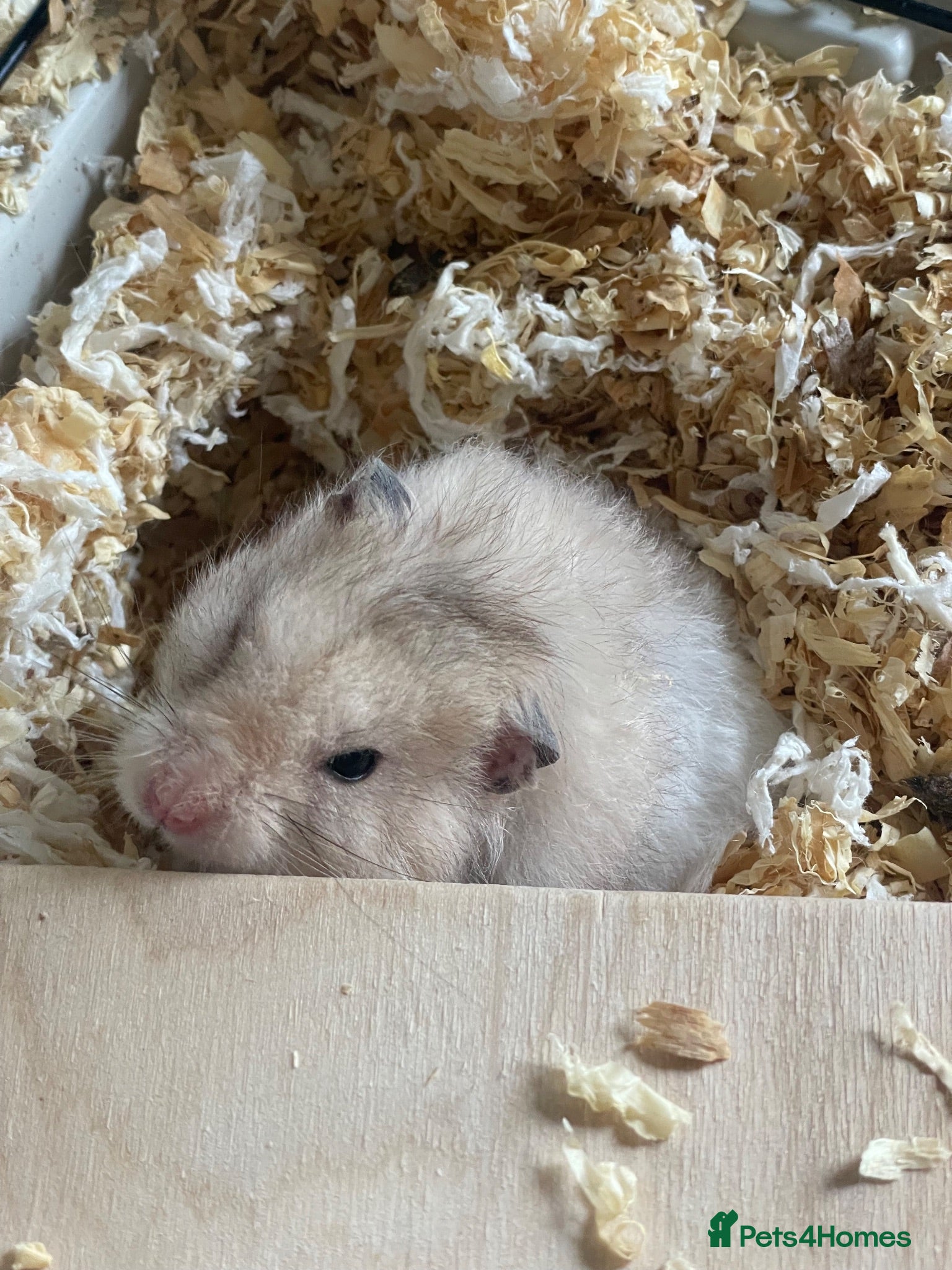 Hamster rodents Free to good home Syrian Hamster - Advert 2