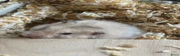Hamster rodents for sale: Free to good home Syrian Hamster - Advert 1