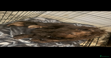 Cockapoo dogs - Advert 8