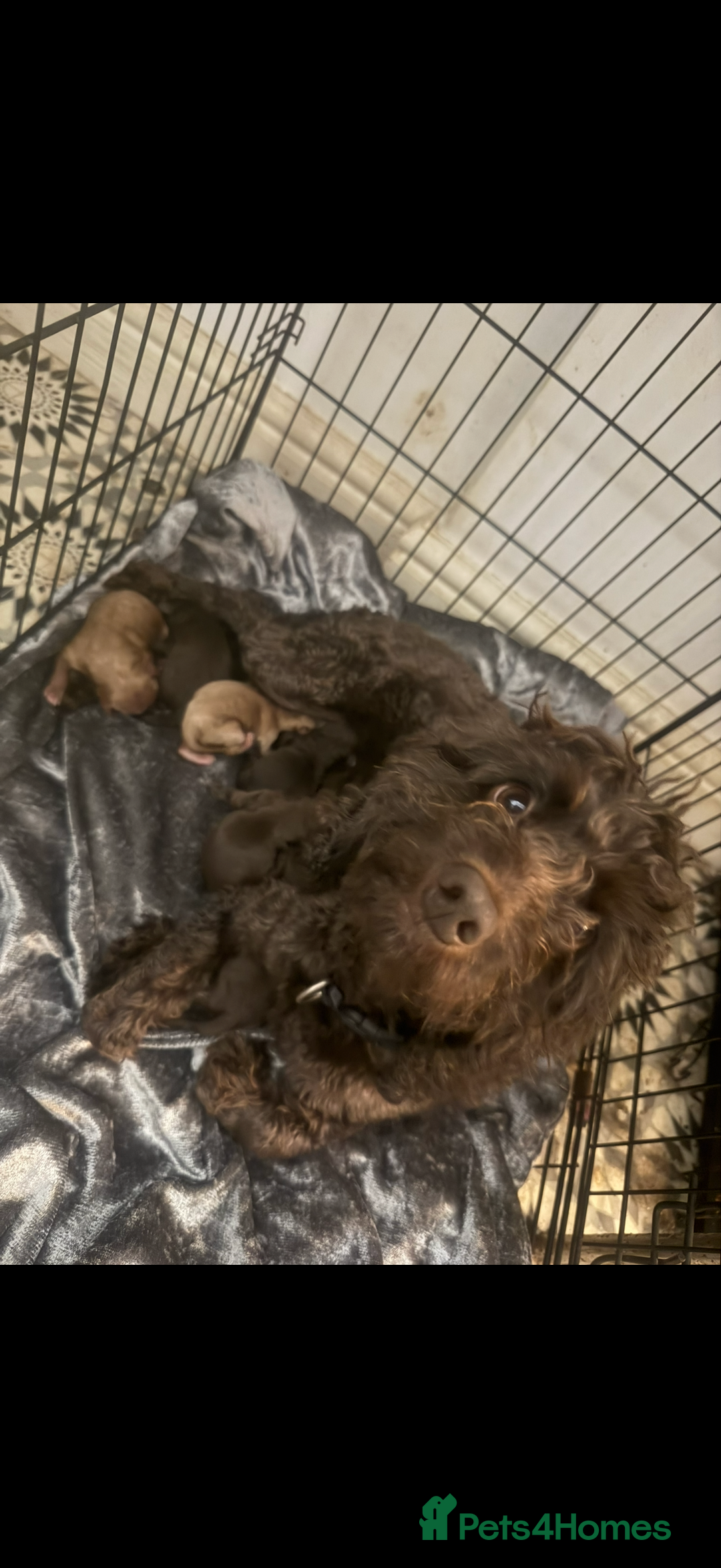 Cockapoo dogs for sale: Cockapoo f2 pups  - Image 2