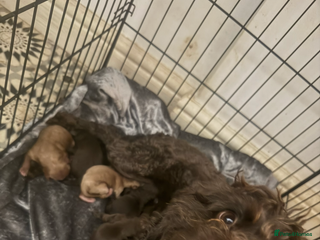 Cockapoo dogs - Advert 10