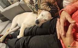 Labrador Retriever dogs for sale: 6.5month labrador pup looking for a loving home - Image 3