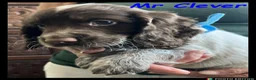 Cocker Spaniel dogs for sale: Stunning Cocker Spaniels 💥 - Advert 21