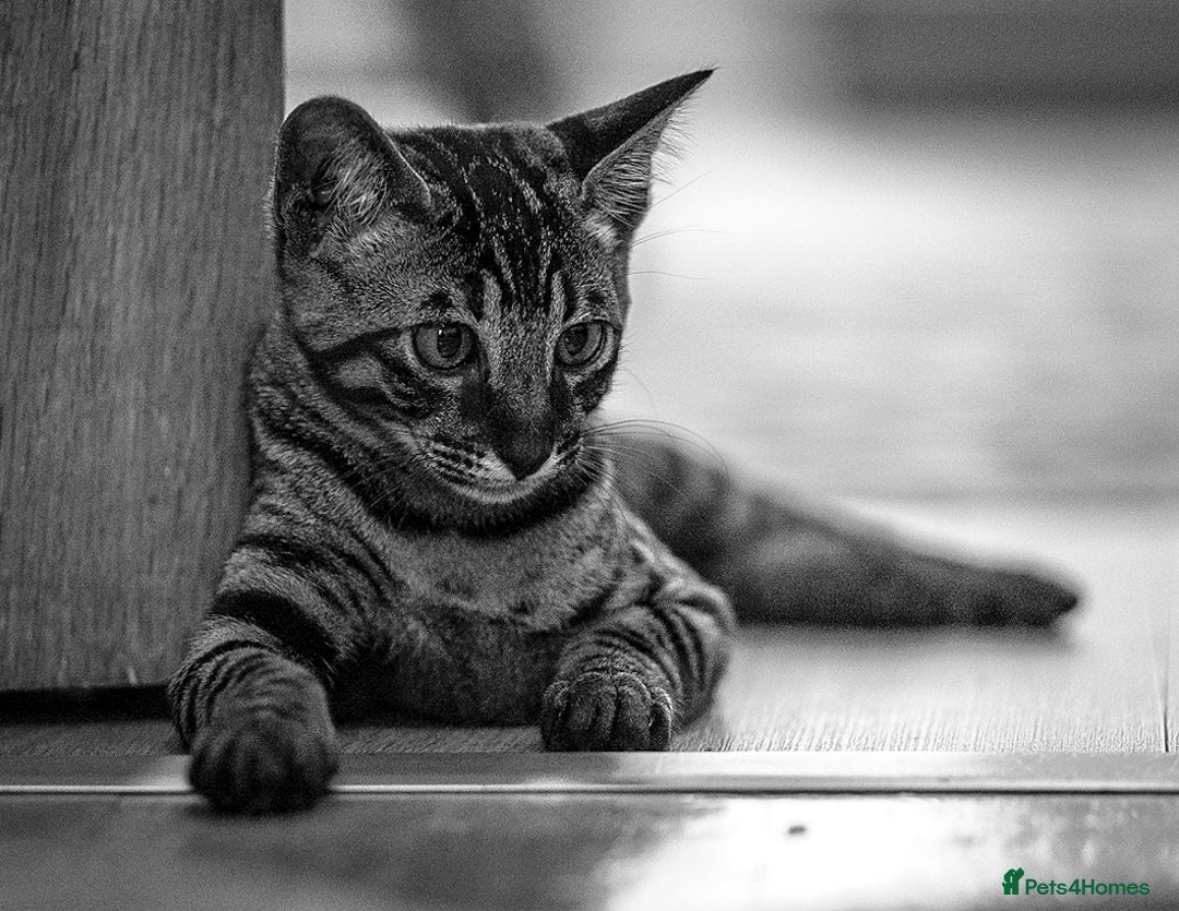 Savannah cats for sale: Savannah F5 cat female 9 months  - Advert 3