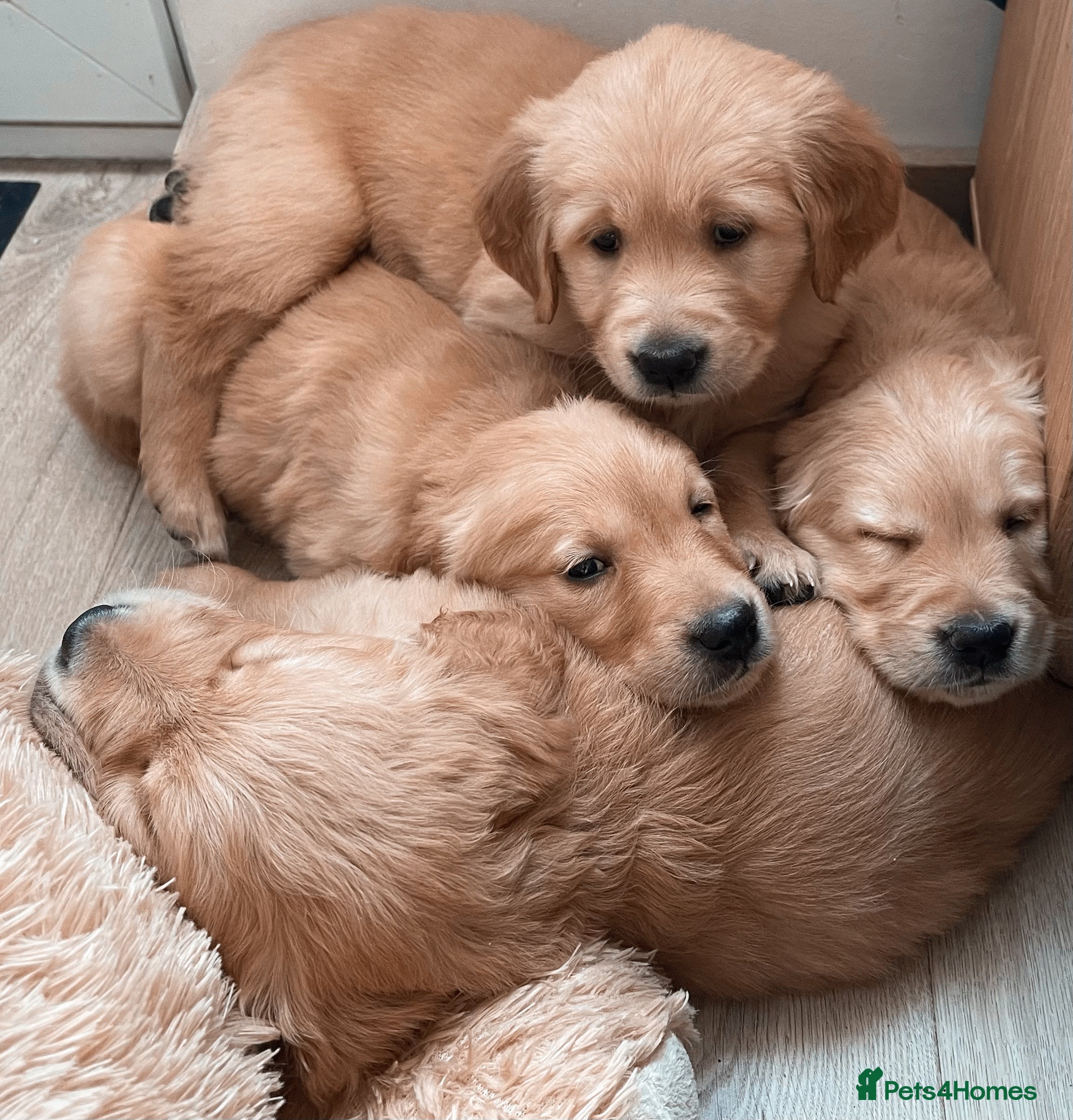 Golden Retriever dogs Chunky KC Female Golden Retrievers - Advert 2