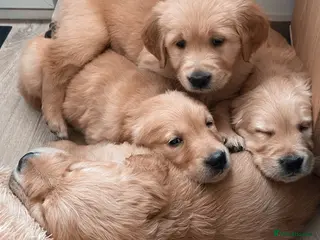 Golden Retriever dogs Chunky KC Female Golden Retrievers - Advert 2