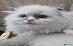 Ragdoll cats for sale: Adorable Kittens Looking for Their Forever Home - Image 10