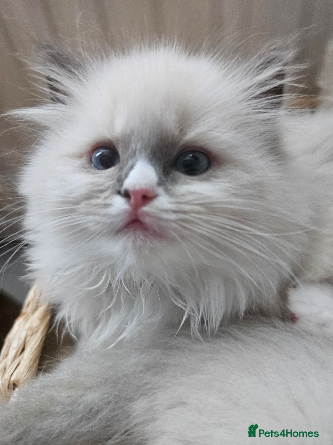 Ragdoll cats for sale: Adorable Kittens Looking for Their Forever Home - Image 10