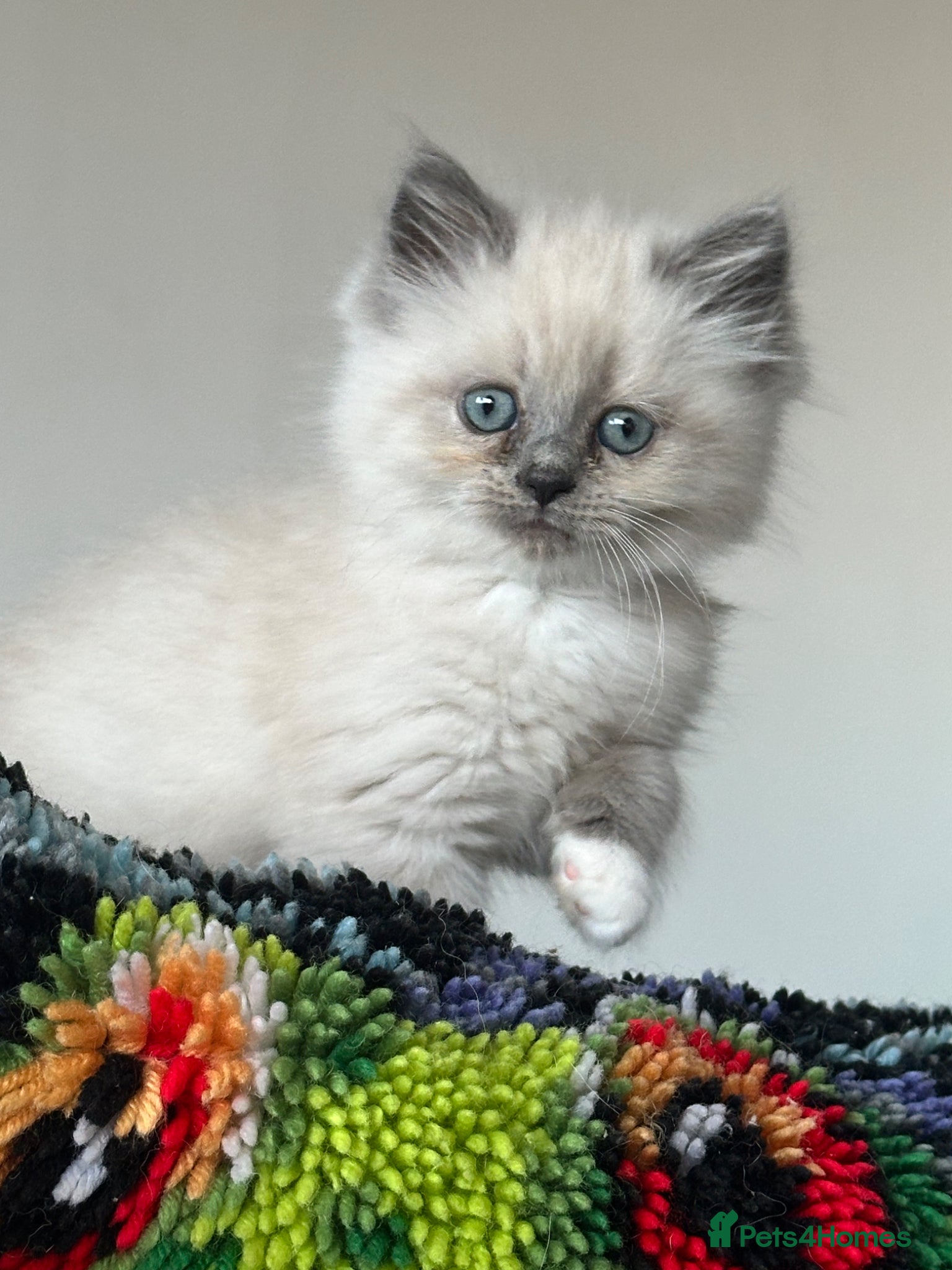 Ragdoll cats for sale: Stunning ragdoll x kittens - Advert 1