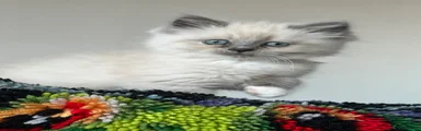 Ragdoll Kitten 3