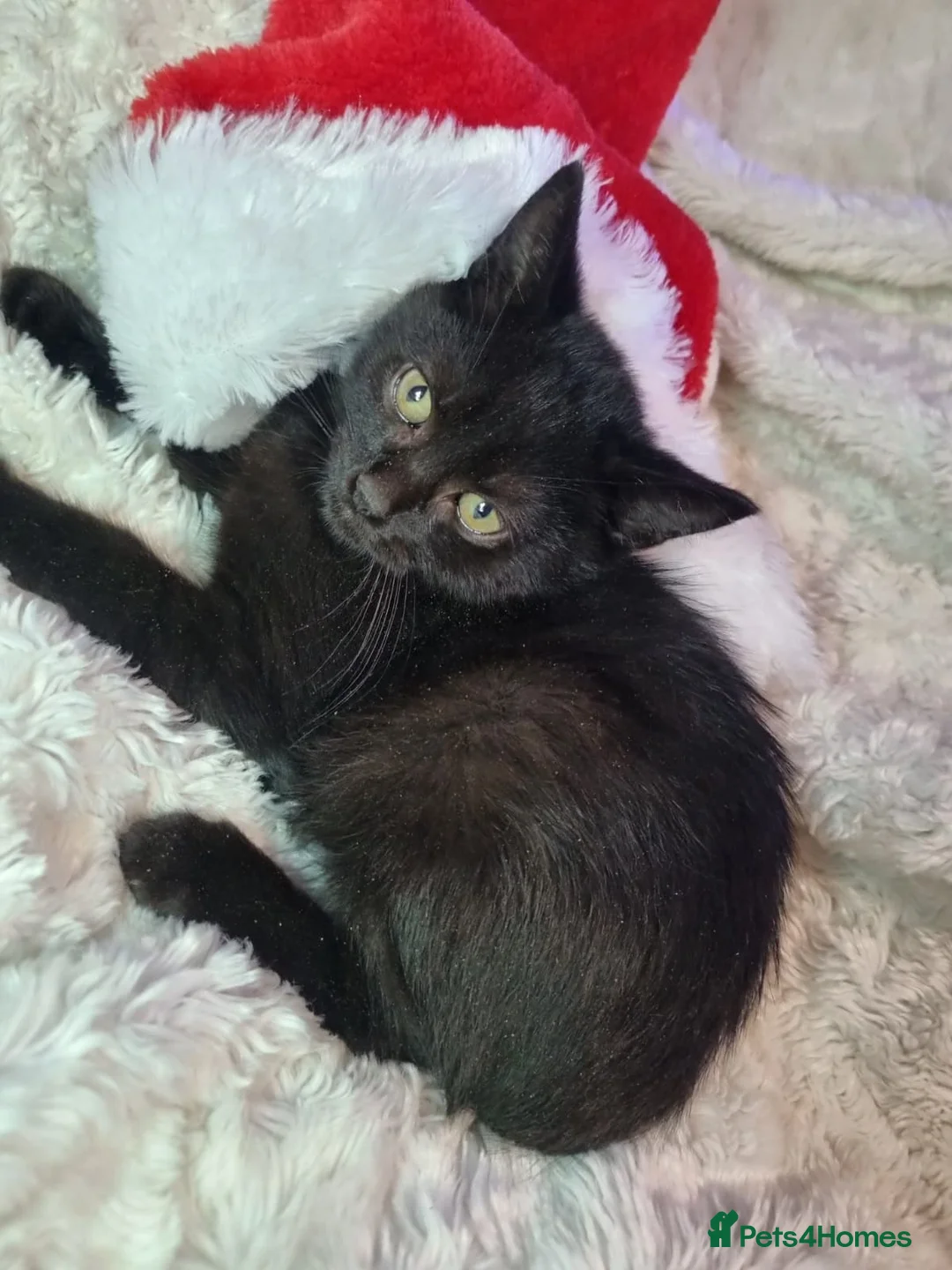 Lykoi cats for sale: Lykoi British short-haired kittens - Advert 7