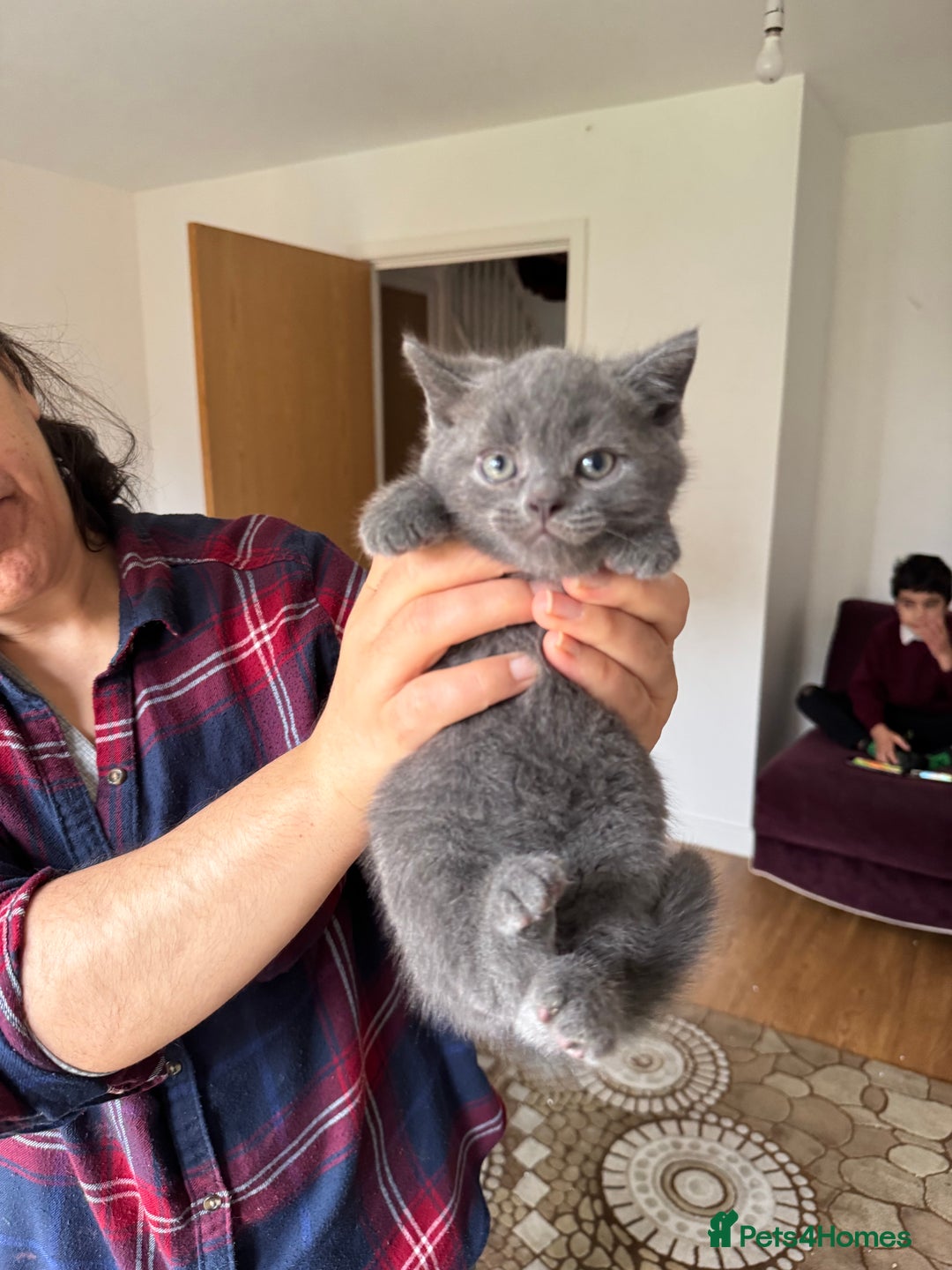 British Shorthair cats for sale: It’s a British short hair  - Image 26