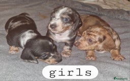 Dachshund dogs for sale: 7 beautiful dachshunds puppys - Image 34