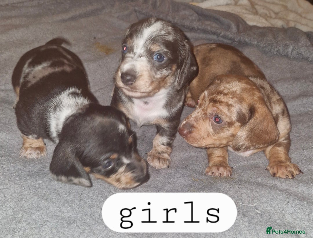 Dachshund dogs for sale: 7 beautiful dachshunds puppys - Image 34
