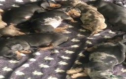 Miniature Dachshund dogs for sale: Miniature dachshund puppies  - Image 9