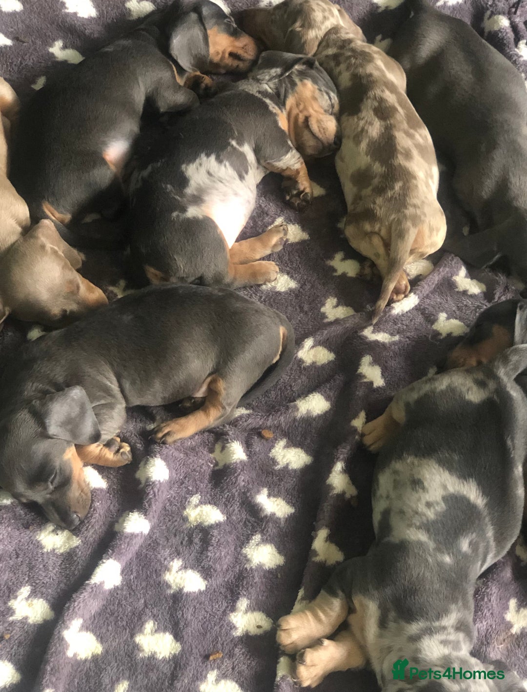 Miniature Dachshund dogs for sale: Miniature dachshund puppies  - Image 9