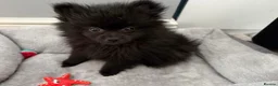 Pomeranian dogs for sale: Beautiful black Pomeranian Girl 🩷 - Advert 4