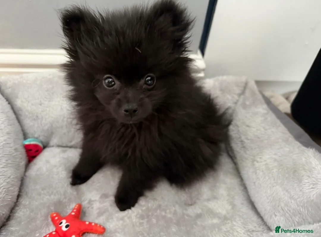 Pomeranian dogs for sale: Beautiful black Pomeranian Girl 🩷 - Advert 4
