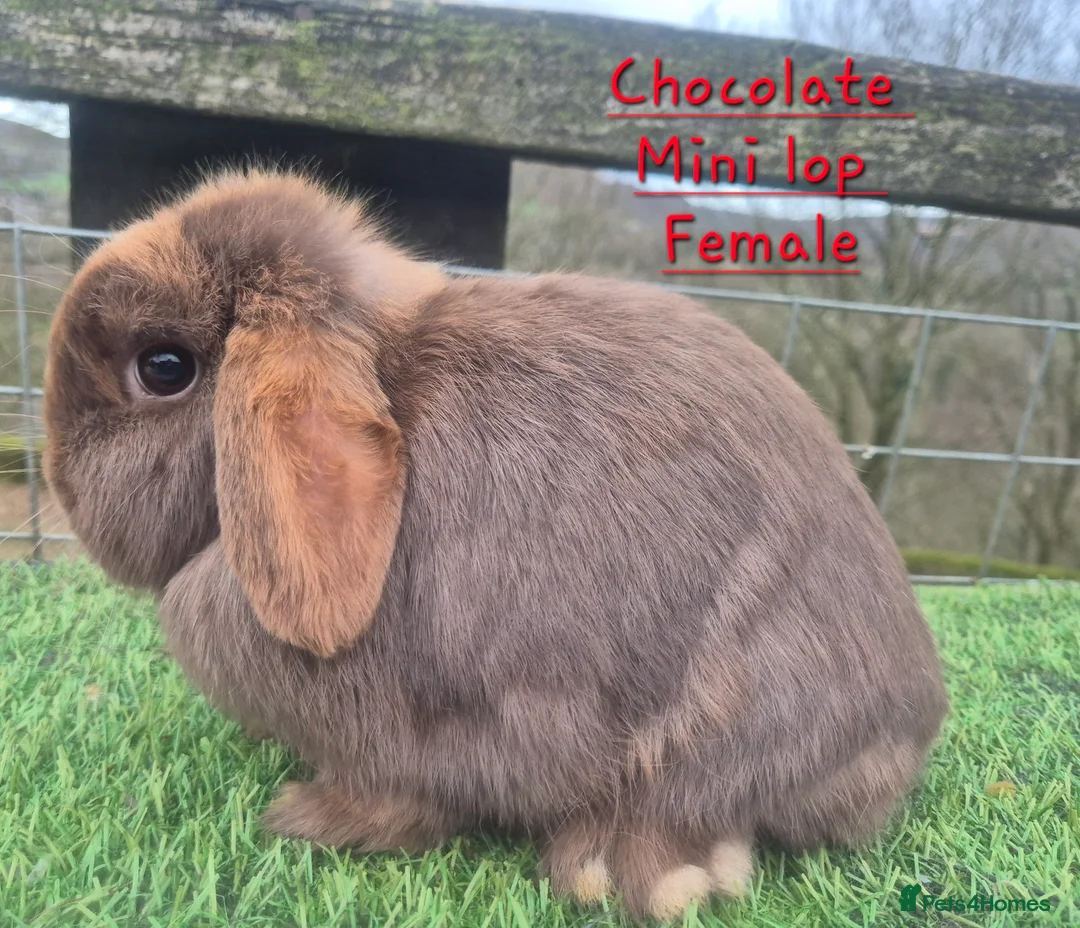 Mini Lop rabbits for sale: Various young Adult rabbits  - Advert 1
