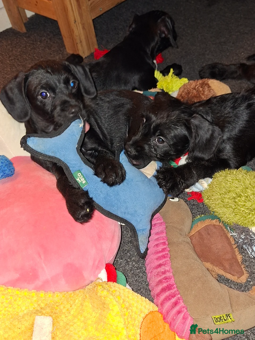 Mixed Breed dogs for sale: Miniature Poodle cross french bulldog puppies  - Advert 8