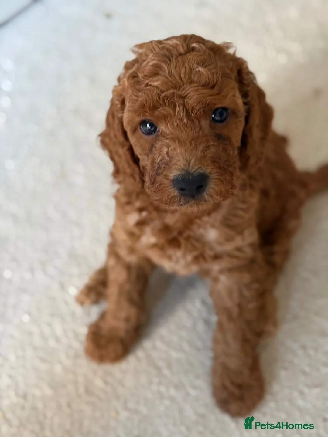 Cockapoo dogs for sale: 2 Cockapoo Boys  in Basildon - Advert 3