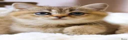 British Shorthair cats for sale: Super cute British short hair  - Advert 8