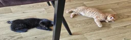 Mixed Breed cats for sale: Gorgeous ginger girl looking for forever home - Advert 6