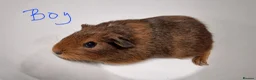 Guinea Pig rodents for sale: California x male and female Guinea pig babies  - Advert 15