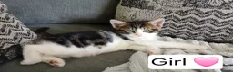Mixed Breed cats for sale: 3 Beautiful kittens ready for their forever homes! in Bristol - Advert 4