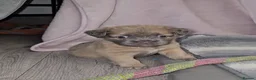 French Bulldog dogs for sale: NEW VIDEOS Gorgeous French Bull Dog Puppies - Advert 22
