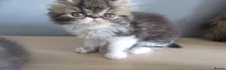 Persian cats for sale: Adorable female Persian kittens - Advert 13