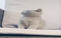 British Shorthair cats for sale: 💙 *Last little boy* Gorgeous bsh 💙 - Image 2