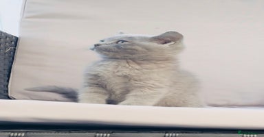 British Shorthair cats - Advert 11