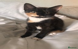 Mixed Breed cats for sale: Delightful mix-breed Siamese-black calico-kittens - Image 32